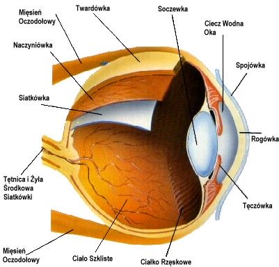 Budowa oka