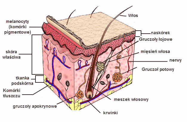 budowa skóry, przekrój komórki skóry